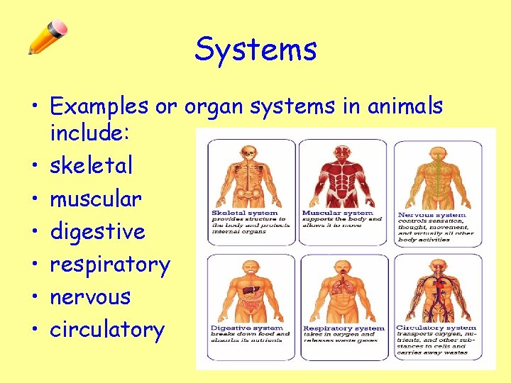 Systems • Examples or organ systems in animals include: • skeletal • muscular •