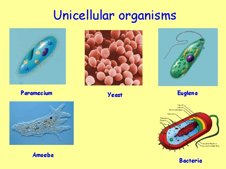 Unicellular organisms Paramecium Amoeba Yeast Euglena Bacteria 