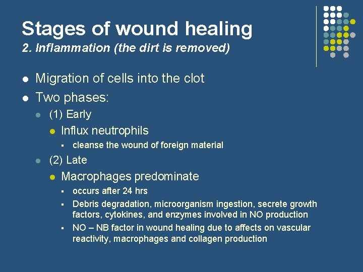 Stages of wound healing 2. Inflammation (the dirt is removed) l l Migration of
