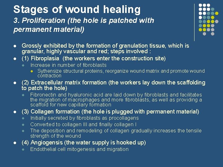Stages of wound healing 3. Proliferation (the hole is patched with permanent material) l