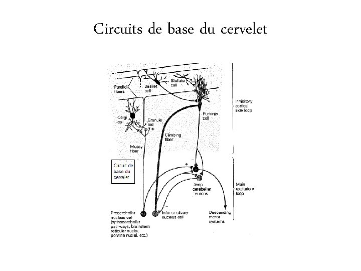 Circuits de base du cervelet 
