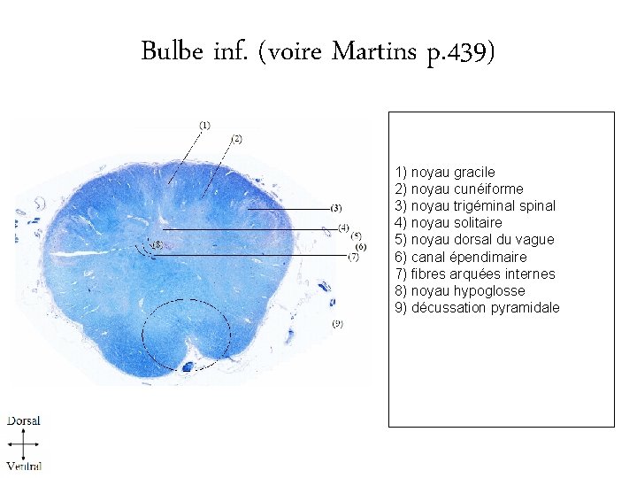 Bulbe inf. (voire Martins p. 439) 1) noyau gracile 2) noyau cunéiforme 3) noyau