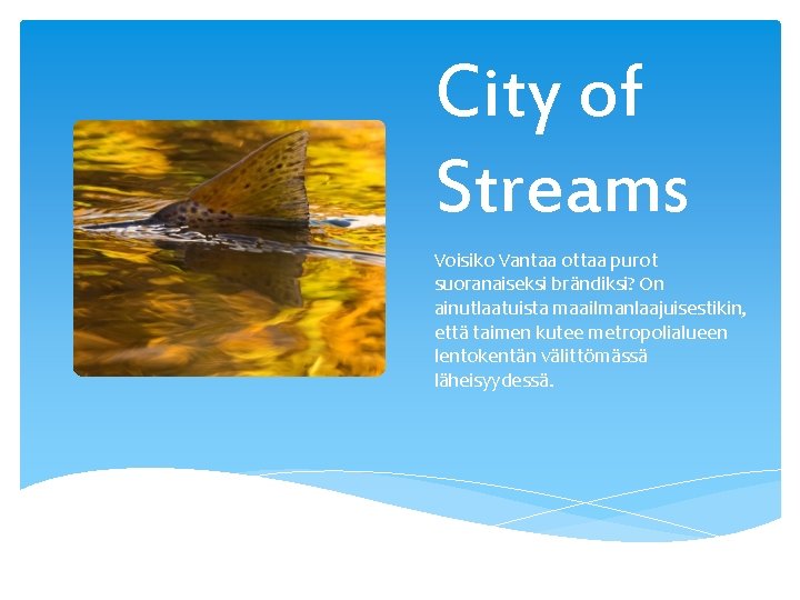 City of Streams Voisiko Vantaa ottaa purot suoranaiseksi brändiksi? On ainutlaatuista maailmanlaajuisestikin, että taimen