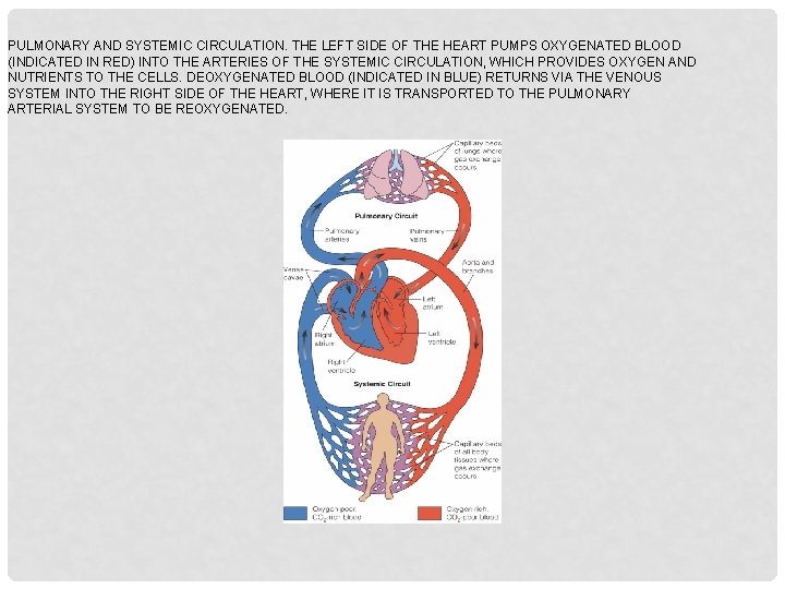 PULMONARY AND SYSTEMIC CIRCULATION. THE LEFT SIDE OF THE HEART PUMPS OXYGENATED BLOOD (INDICATED