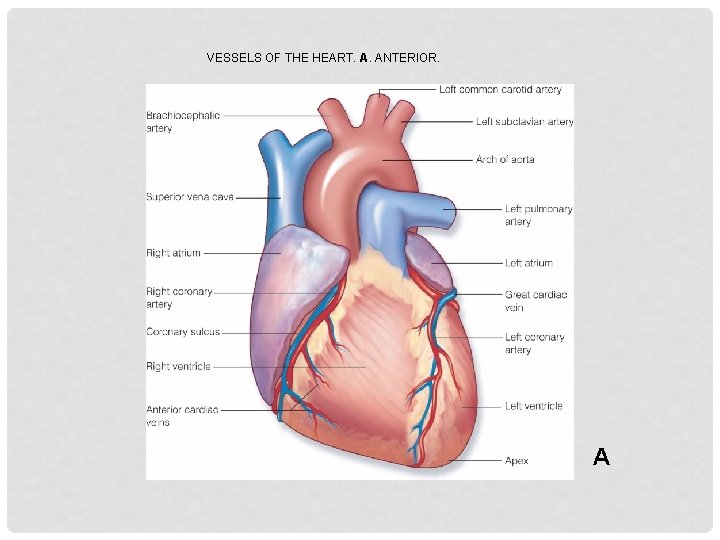 VESSELS OF THE HEART. A. ANTERIOR. A 
