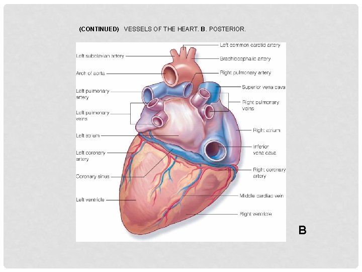 (CONTINUED) VESSELS OF THE HEART. B. POSTERIOR. B 