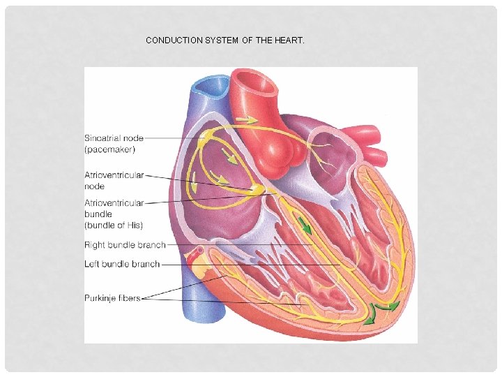 CONDUCTION SYSTEM OF THE HEART. 