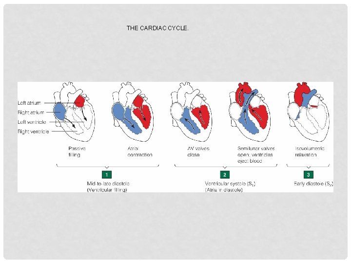 THE CARDIAC CYCLE. 