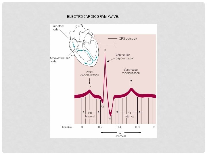 ELECTROCARDIOGRAM WAVE. 