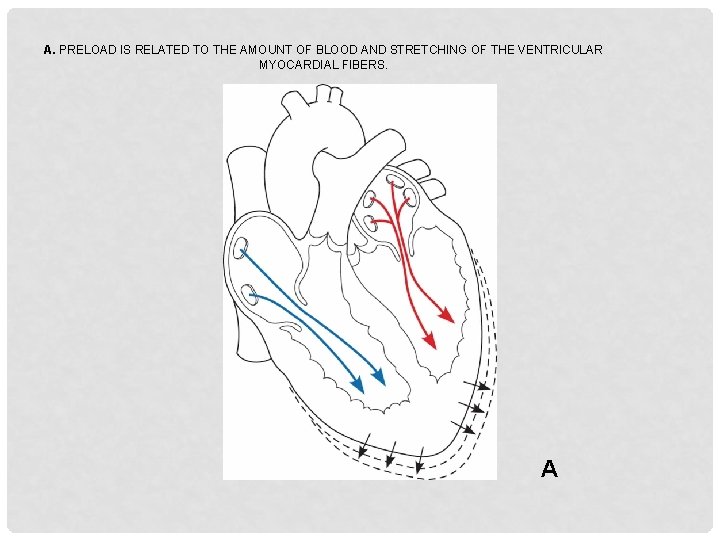 A. PRELOAD IS RELATED TO THE AMOUNT OF BLOOD AND STRETCHING OF THE VENTRICULAR