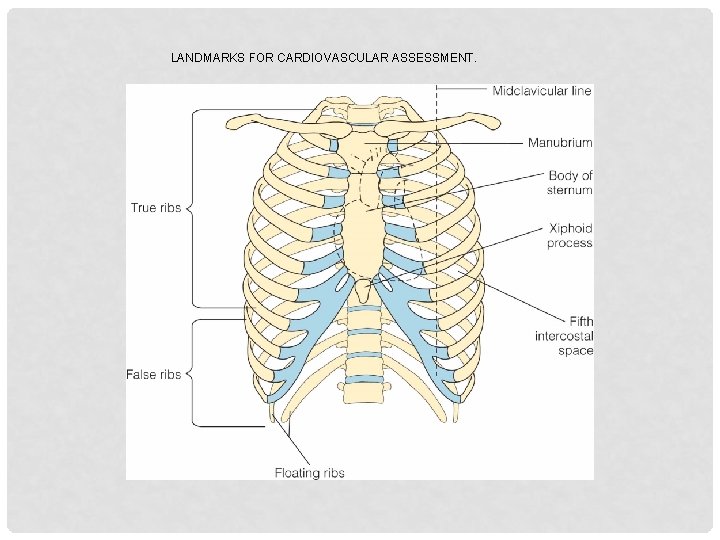 LANDMARKS FOR CARDIOVASCULAR ASSESSMENT. 