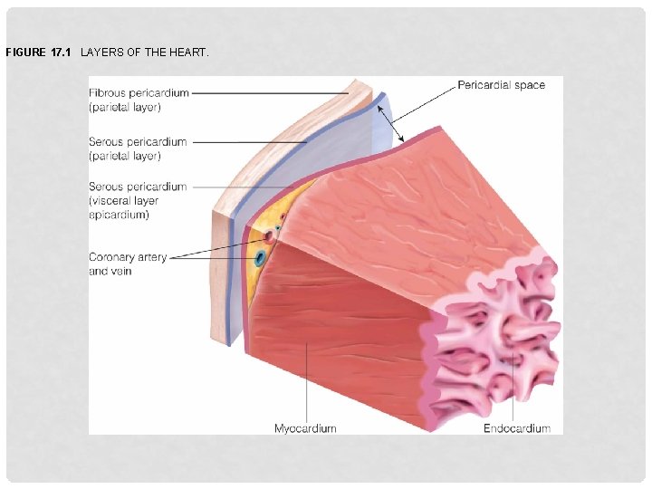 FIGURE 17. 1 LAYERS OF THE HEART. 