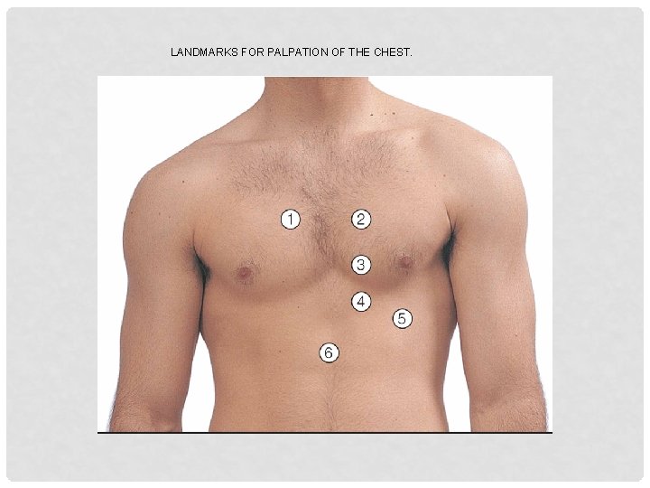 LANDMARKS FOR PALPATION OF THE CHEST. 