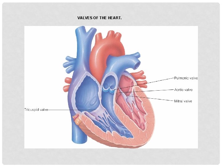 VALVES OF THE HEART. 