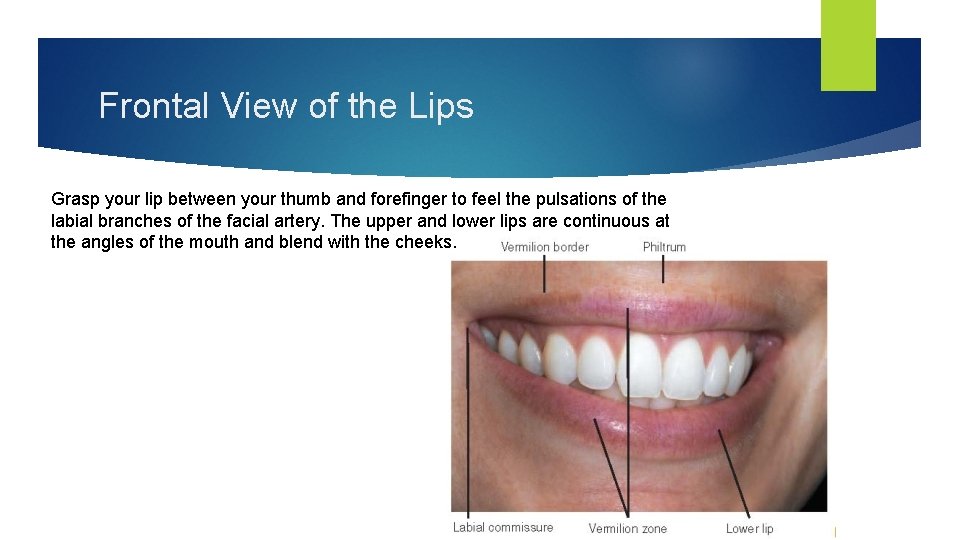 Frontal View of the Lips Grasp your lip between your thumb and forefinger to