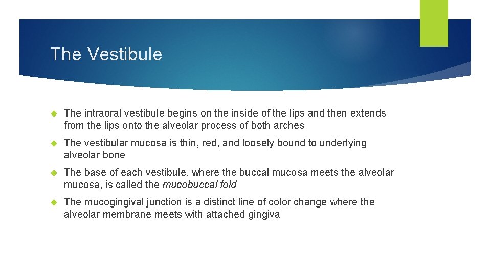 The Vestibule The intraoral vestibule begins on the inside of the lips and then