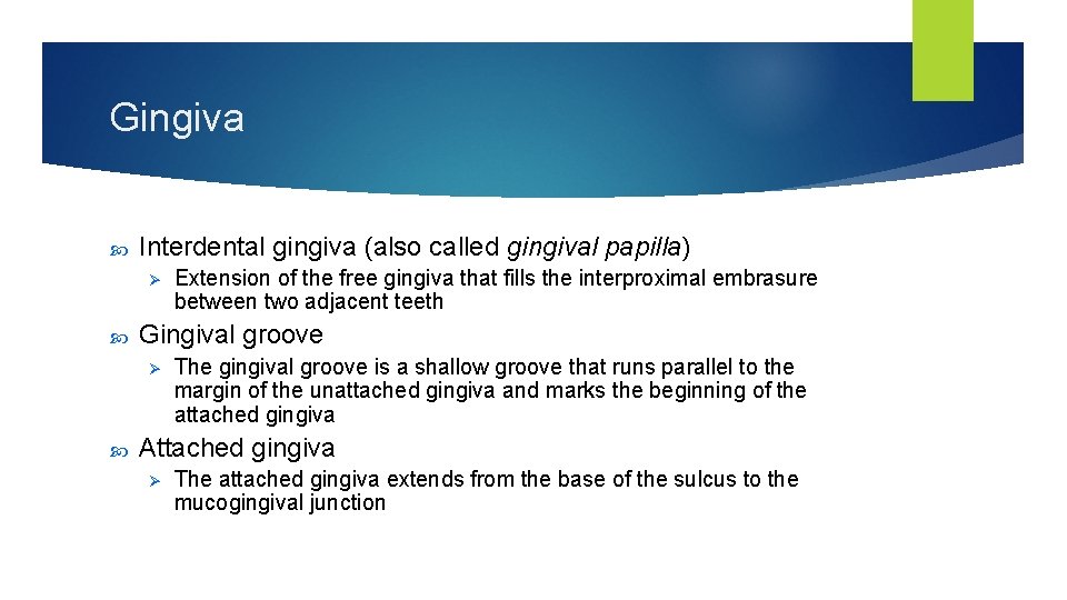 Gingiva Interdental gingiva (also called gingival papilla) Ø Gingival groove Ø Extension of the