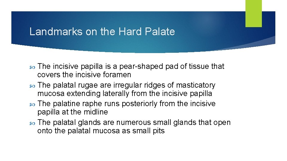 Landmarks on the Hard Palate The incisive papilla is a pear-shaped pad of tissue