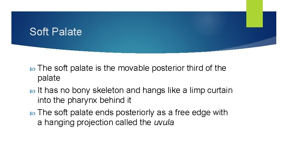 Soft Palate The soft palate is the movable posterior third of the palate It