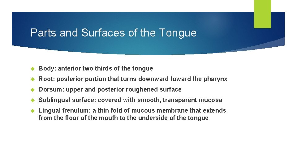 Parts and Surfaces of the Tongue Body: anterior two thirds of the tongue Root: