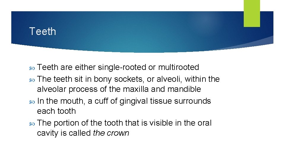 Teeth are either single-rooted or multirooted The teeth sit in bony sockets, or alveoli,