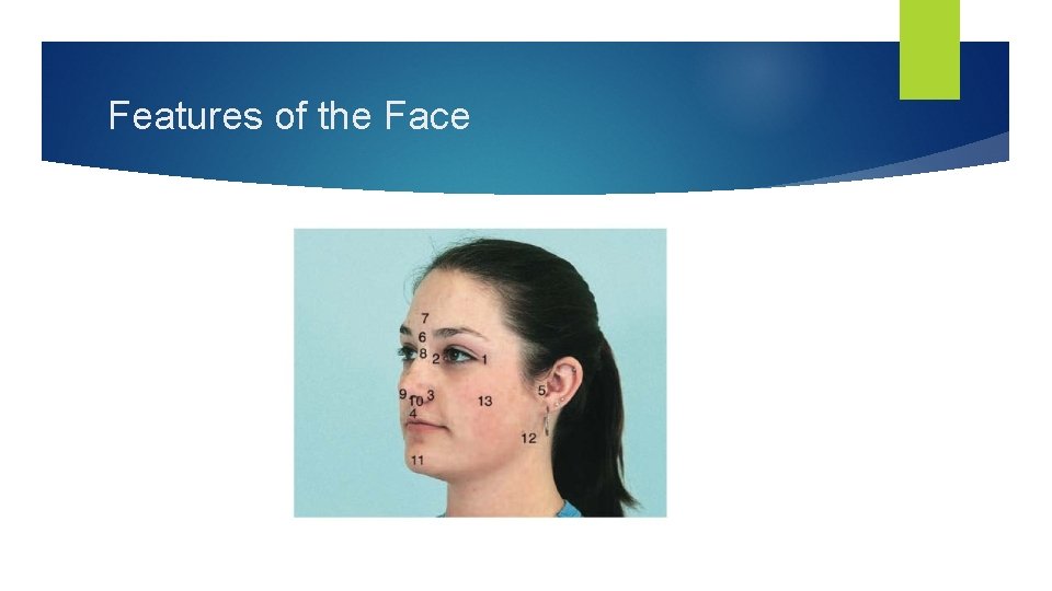 Features of the Face 