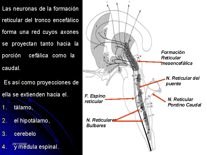 Las neuronas de la formación reticular del tronco encefálico forma una red cuyos axones