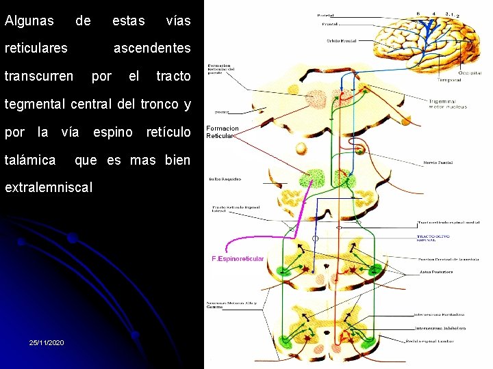 Algunas de reticulares estas vías ascendentes transcurren por el tracto tegmental central del tronco