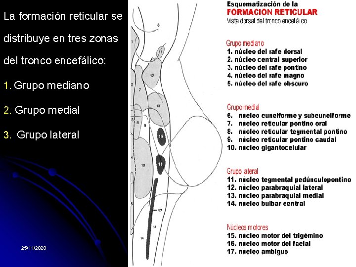 La formación reticular se distribuye en tres zonas del tronco encefálico: 1. Grupo mediano