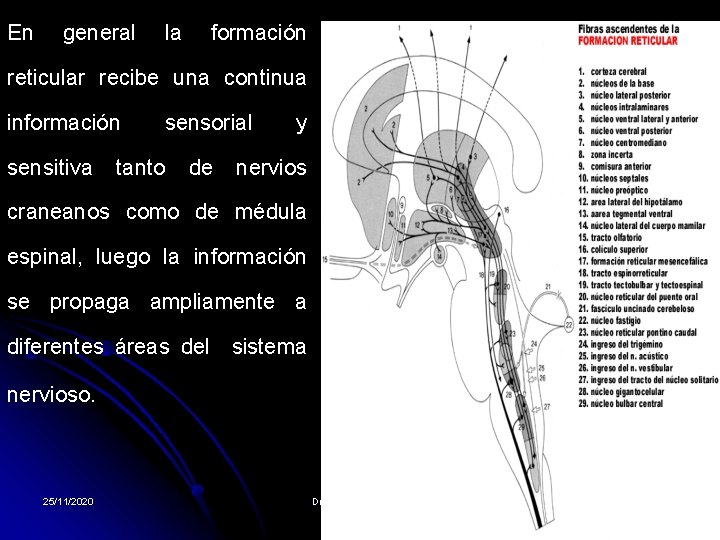 En general la formación reticular recibe una continua información sensorial y sensitiva tanto de