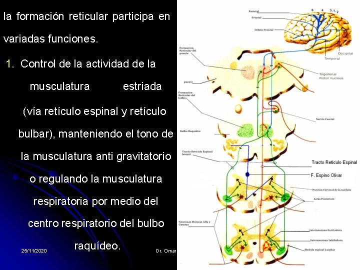 la formación reticular participa en variadas funciones. 1. Control de la actividad de la