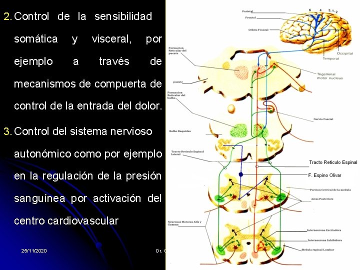 2. Control de la sensibilidad somática y visceral, por ejemplo a través de mecanismos