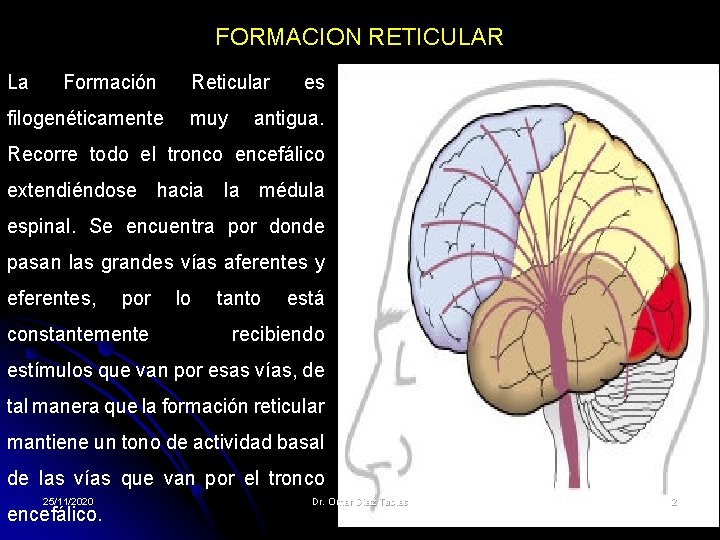 FORMACION RETICULAR La Formación filogenéticamente Reticular muy es antigua. Recorre todo el tronco encefálico