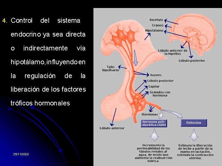 4. Control del sistema endocrino ya sea directa o indirectamente vía hipotálamo, influyendo en