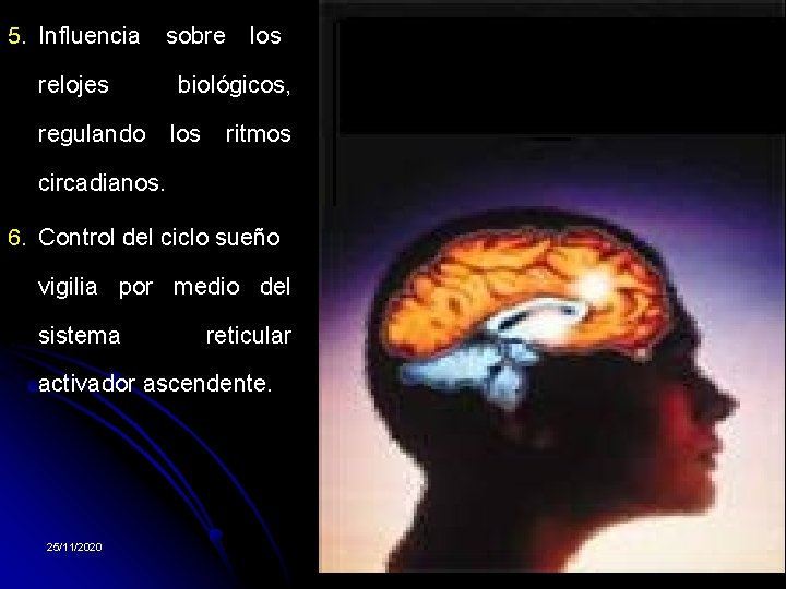 5. Influencia sobre los relojes biológicos, regulando los ritmos circadianos. 6. Control del ciclo