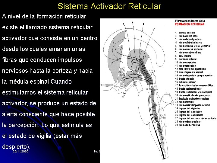 Sistema Activador Reticular A nivel de la formación reticular existe el llamado sistema reticular