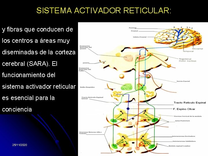 SISTEMA ACTIVADOR RETICULAR: Consiste en centros y fibras que conducen de localizados en la