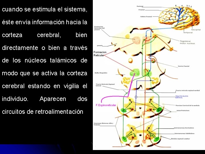 El sistema reticular activador, cuando se estimula el sistema, recibe información de: éste envía