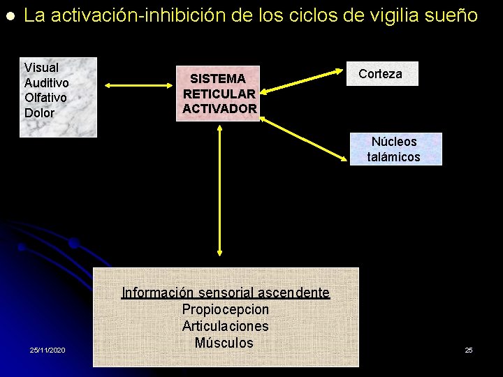 l La activación-inhibición de los ciclos de vigilia sueño Visual Auditivo Olfativo Dolor 25/11/2020