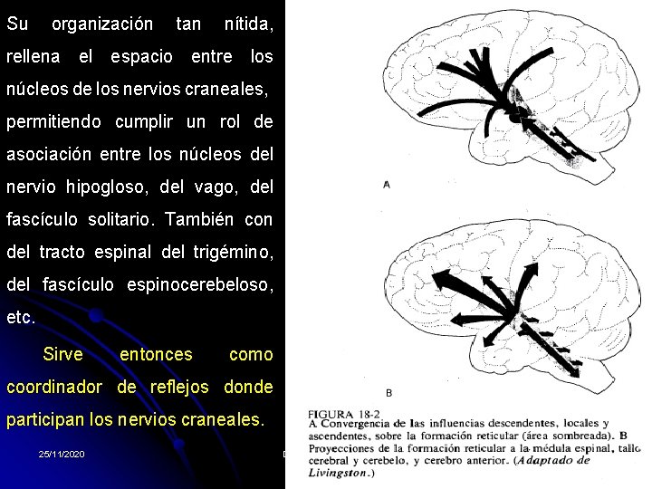 Su organización tan nítida, rellena el espacio entre los núcleos de los nervios craneales,