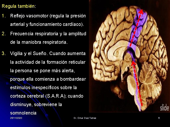 Regula también: 1. Reflejo vasomotor (regula la presión arterial y funcionamiento cardíaco). 2. Frecuencia