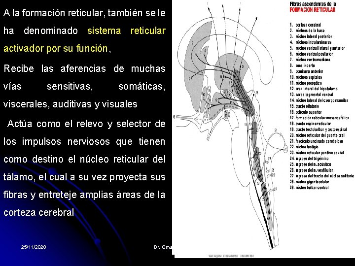 A la formación reticular, también se le ha denominado sistema reticular activador por su