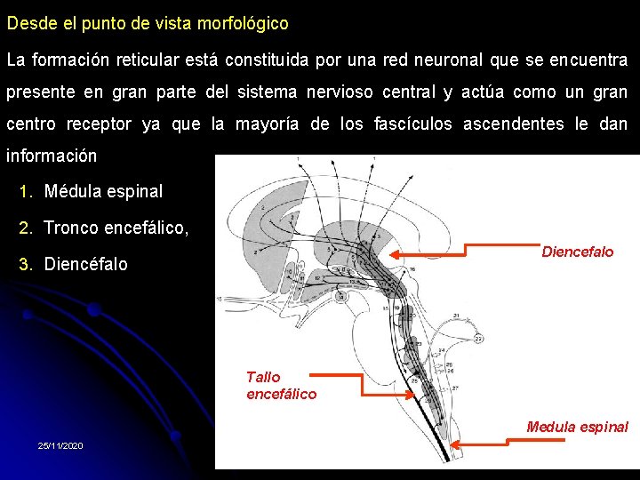 Desde el punto de vista morfológico La formación reticular está constituida por una red