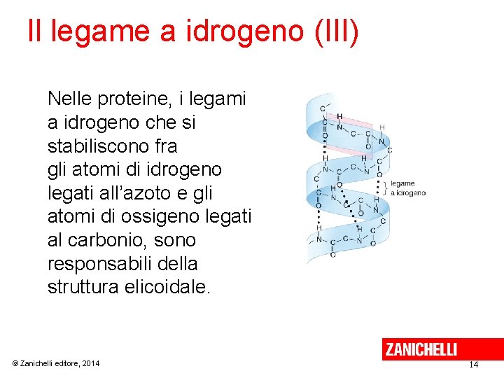 Il legame a idrogeno (III) Nelle proteine, i legami a idrogeno che si stabiliscono