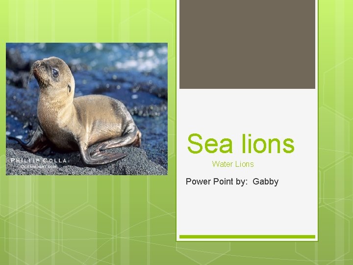 Sea lions Water Lions Power Point by: Gabby 