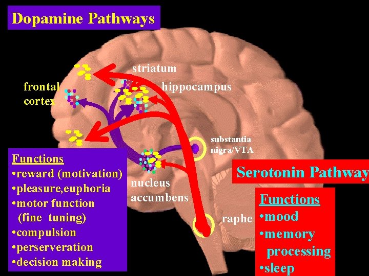 Dopamine Pathways striatum frontal cortex hippocampus Functions • reward (motivation) nucleus • pleasure, euphoria