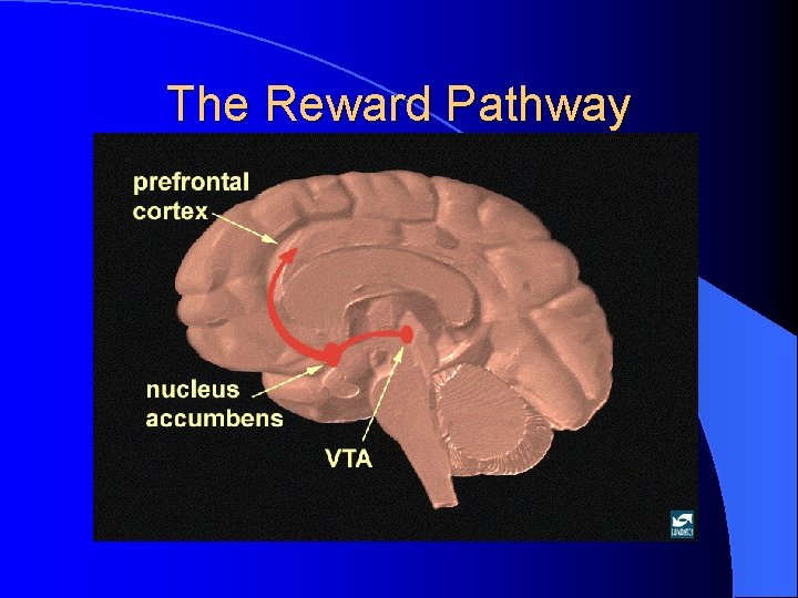 The Reward Pathway 