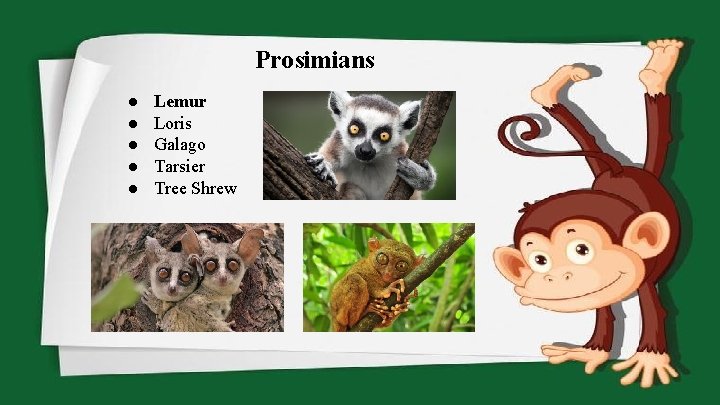 Prosimians ● ● ● Lemur Loris Galago Tarsier Tree Shrew 
