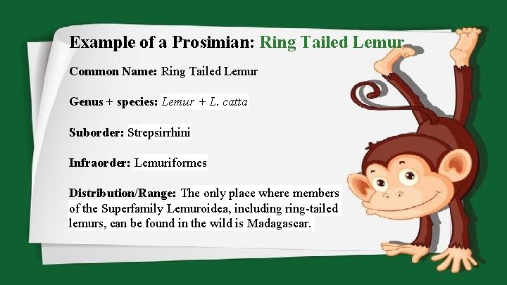 Example of a Prosimian: Ring Tailed Lemur Common Name: Ring Tailed Lemur Genus +