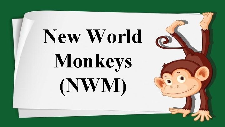New World Monkeys (NWM) 